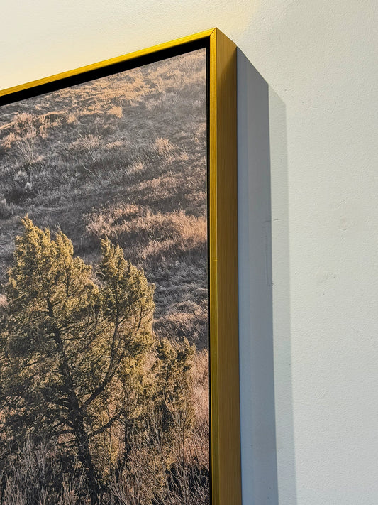 MONARCH (ELK) AT SUNSET: 60" x 40" White Matte Metal w/ Floating Gold Frame