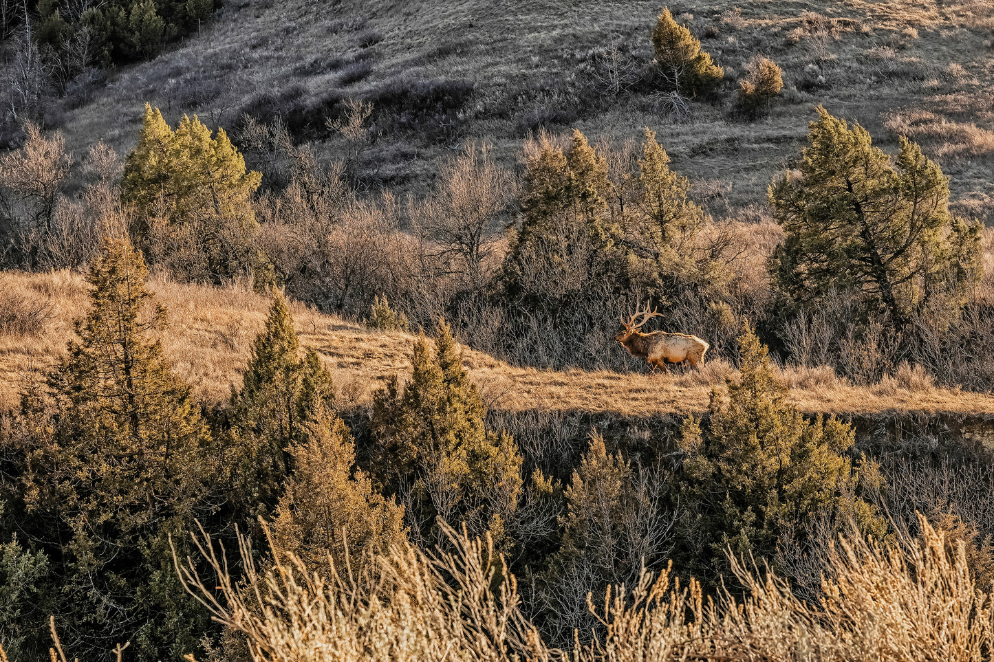 MONARCH (ELK) AT SUNSET: 60" x 40" White Matte Metal w/ Floating Gold Frame