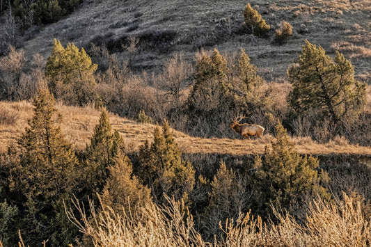 MONARCH (ELK) AT SUNSET: 60" x 40" White Matte Metal w/ Floating Gold Frame