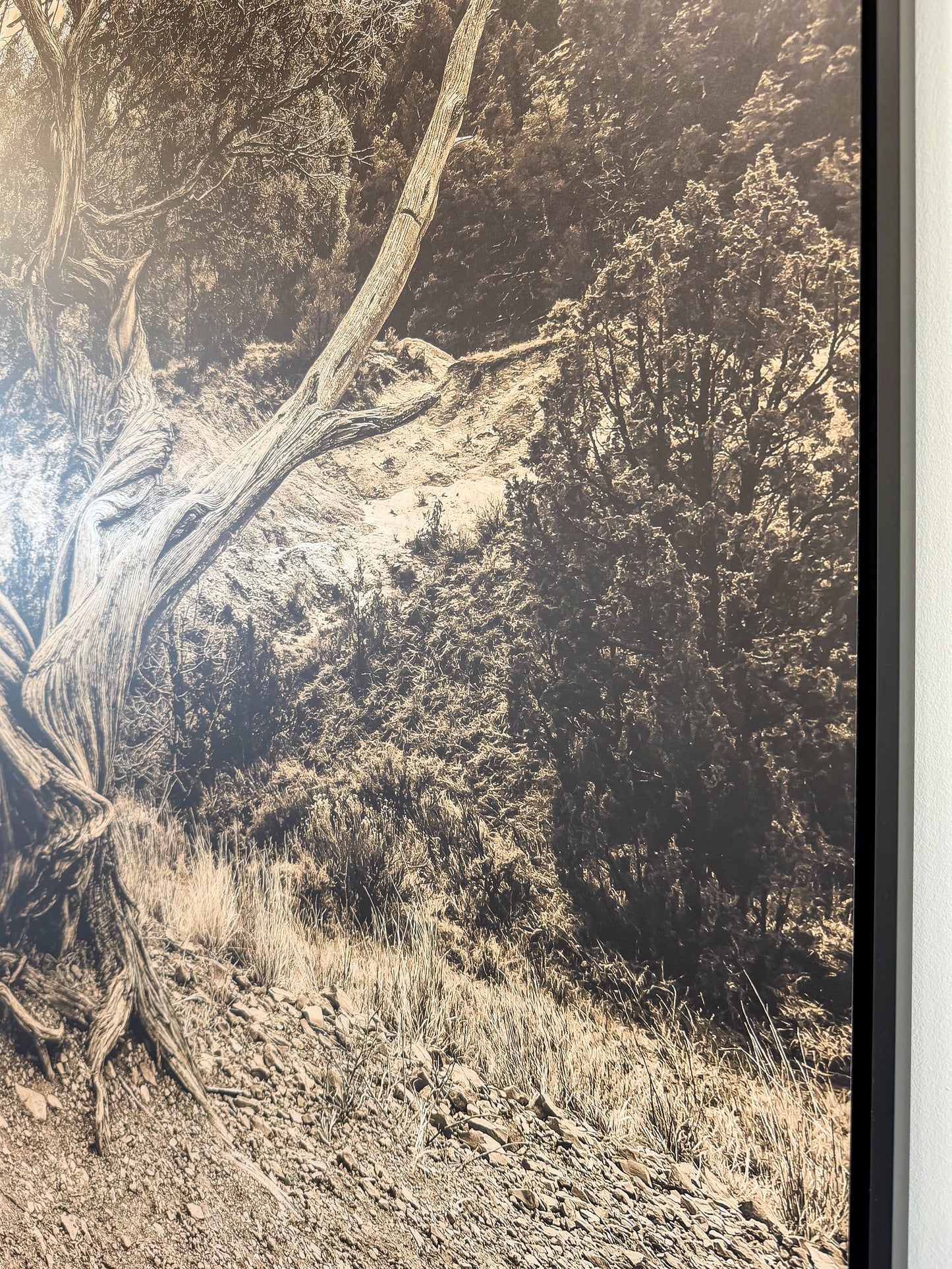 TREE OF LIFE: 40" x 60" White Matte Metal w/ Floating Black Frame