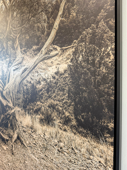 TREE OF LIFE: 40" x 60" White Matte Metal w/ Floating Black Frame