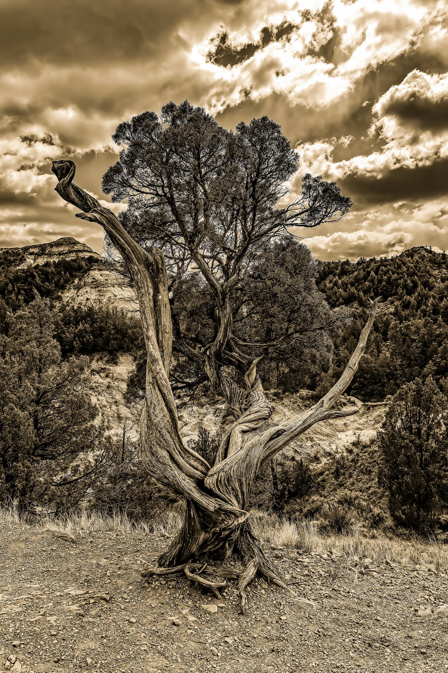 TREE OF LIFE: 40" x 60" White Matte Metal w/ Floating Black Frame