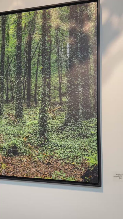 FAIRY FOREST: 54" x 36" White Matte Metal w/ Floating Black Frame