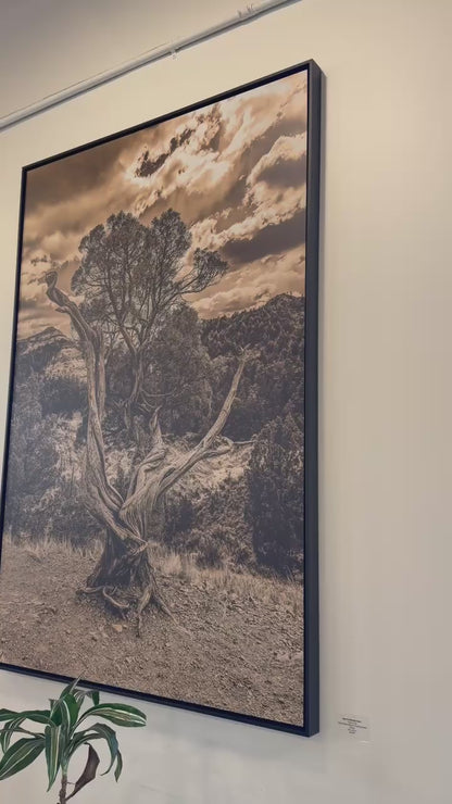 TREE OF LIFE: 40" x 60" White Matte Metal w/ Floating Black Frame