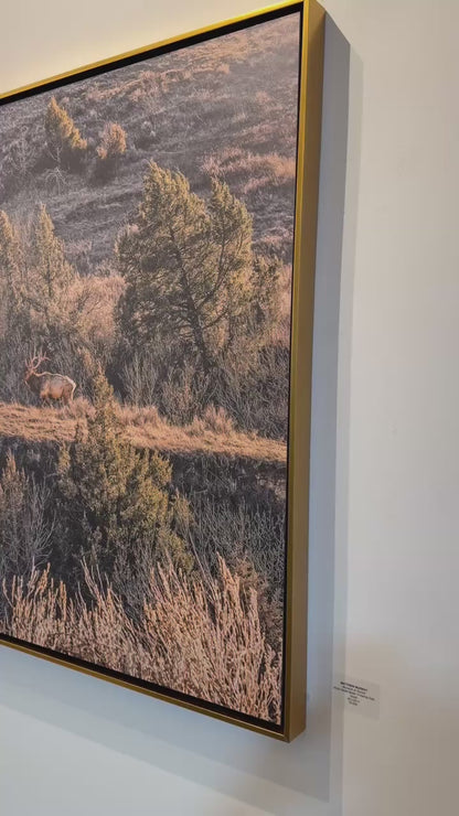 MONARCH (ELK) AT SUNSET: 60" x 40" White Matte Metal w/ Floating Gold Frame